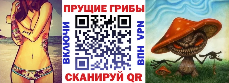 Псилоцибиновые грибы Psilocybe  Шагонар 